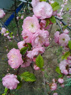 Пушистики и Вдохновение