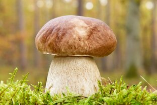 Любите собирать грибы? Полезные советы для тихой охоты. 