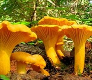 Многообразие видов
