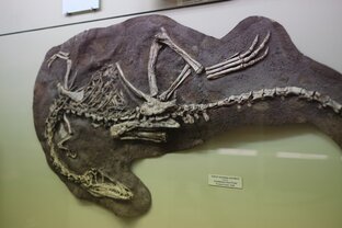 Палеонтологические экспозиции