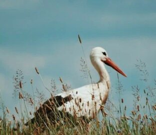 Прогулки атмосферные