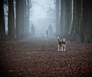 ПРИРОДА, ЖИВОТНЫЕ