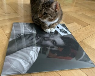 Коты