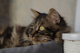 Личный блог, категоричный слог