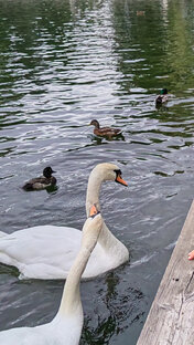 Разные животные 