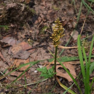 Гроздовник многораздельный