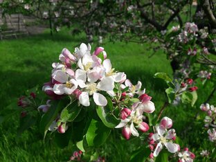 Жизнь в Белгородской деревне 