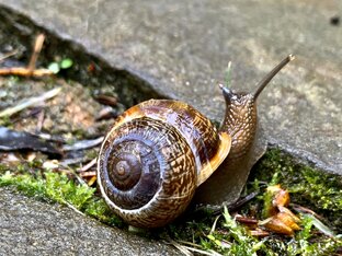 Фауна: Интересные факты