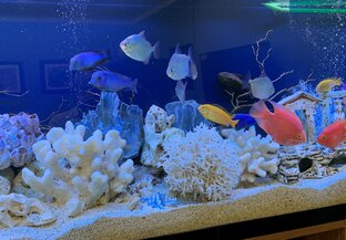 Аквариум на заказ