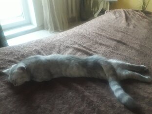 Кошка тоже хочет на море)