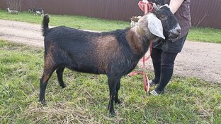 Мое хозяйство🐐🦃🐓🐇