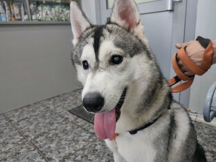 У Чейси КАТАРАКТА,нужна операцию.