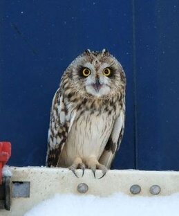 Дикие и с/х животные