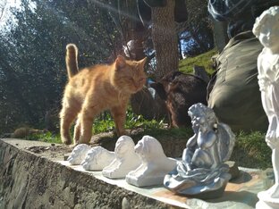 Усадебные коты