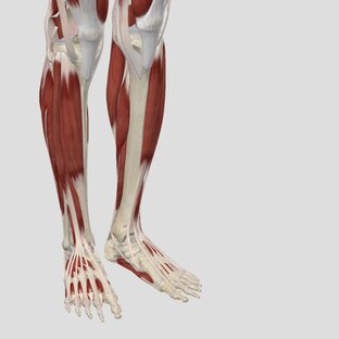 7. Боль в голени, голеностопе и стопе