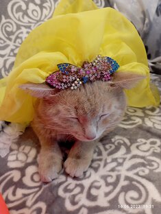 Котики разные, разнообразные. 