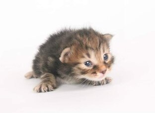 ОтХвостатые обзоры