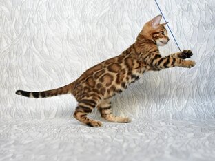 Особенности породы бенгальская кошка