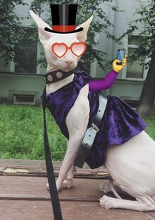 Видео с котиками