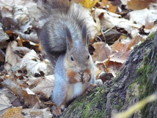 Белки осенью