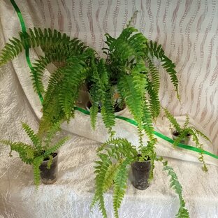 Папоротники.