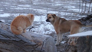 Кошка с Собакой.