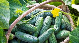 Урожайные грядки