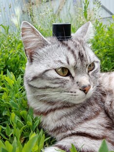 Уличные и деревенские