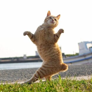 Подборки Котиков для Настроения