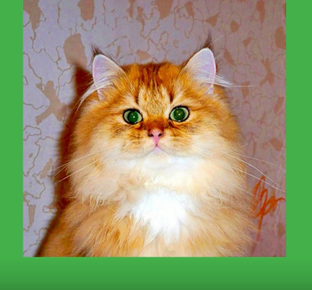 Кофейный котик