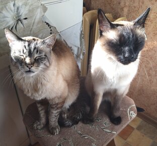 Шерсяные мальчуганы