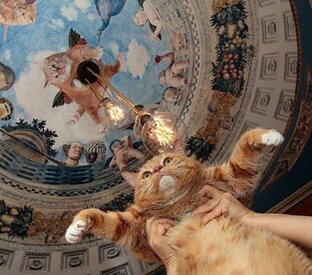 Котомания 😻