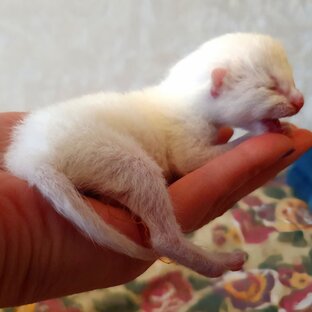 Тайский котёнок