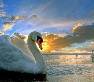 Учимся рисовать птиц поэтапно