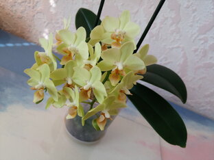 Комнатные растения, экзоты | Indoor plants, exotic plants