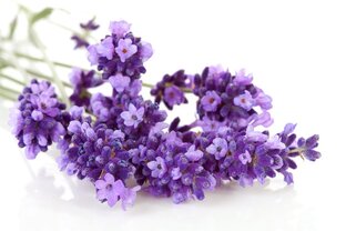 Лавандовое лето