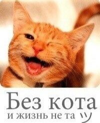 Без кота и жизнь не та! 🐈