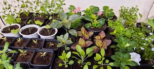 Выращиваю цветы из семян.