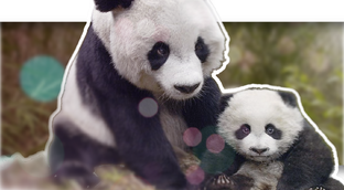 Прочие хорошие