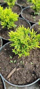 Питомники, магазины 