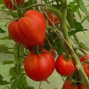 Новые про томаты