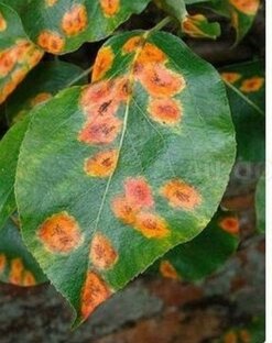 Болезни и вредители 