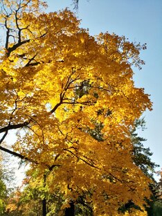 Осени неслышные шаги...