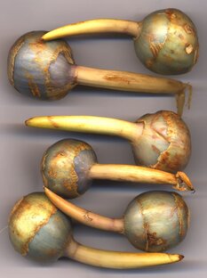 Чудеса из мира растений