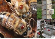 Пчеловодство