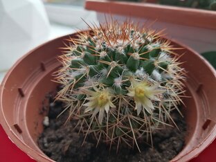 Кактусы и суккуленты 