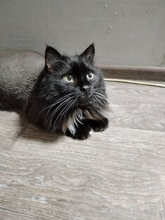 Котейка Лис