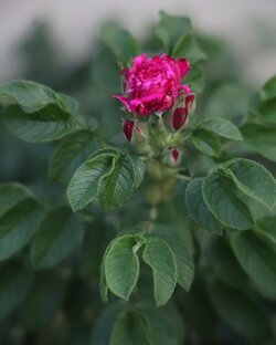 Я ж РОЗЫ не люблю