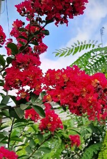 Декоративные кустарники