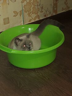 Я в домике
